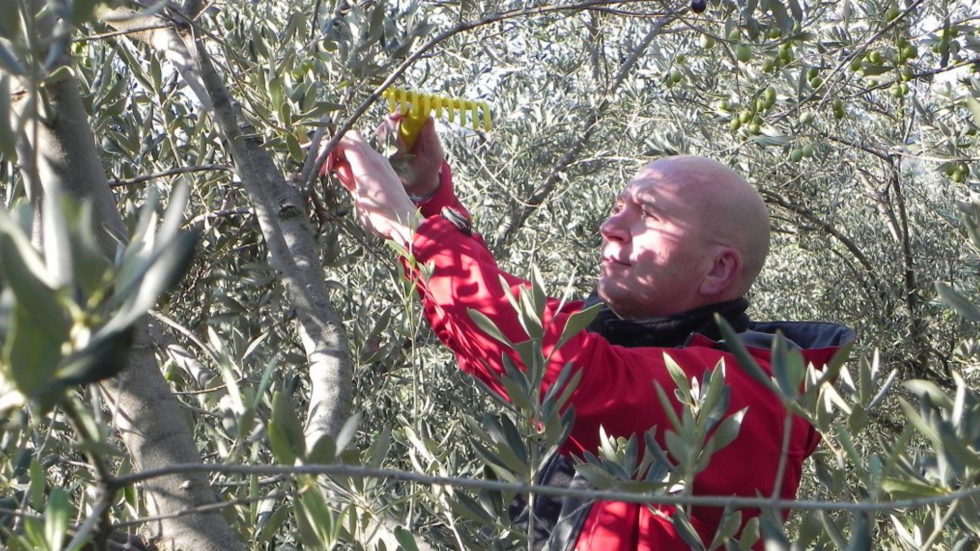 Olives, wine and truffles - Slovenian Istria